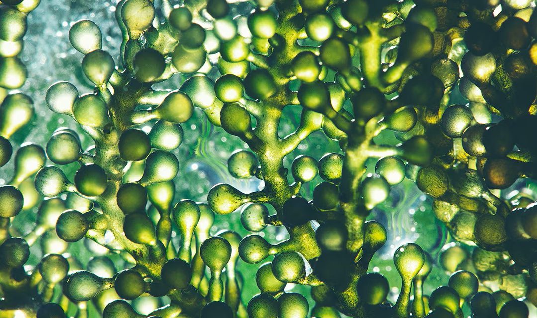 Microalgas: el pequeño aliado que la salud laboral llevaba tiempo esperando