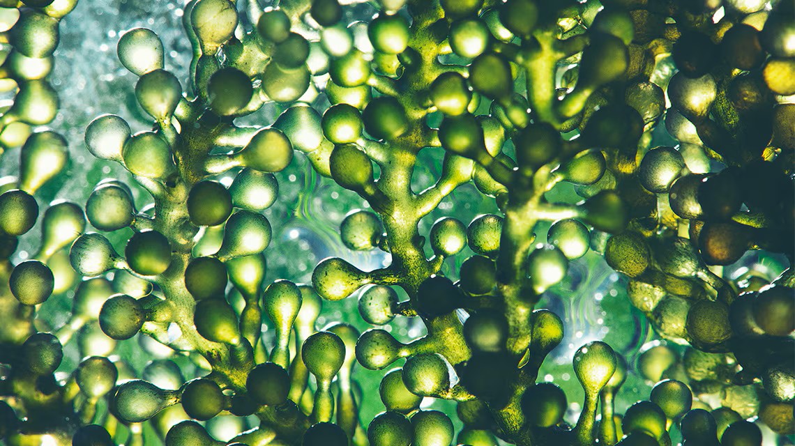 Microalgas: el pequeño aliado que la salud laboral llevaba tiempo esperando