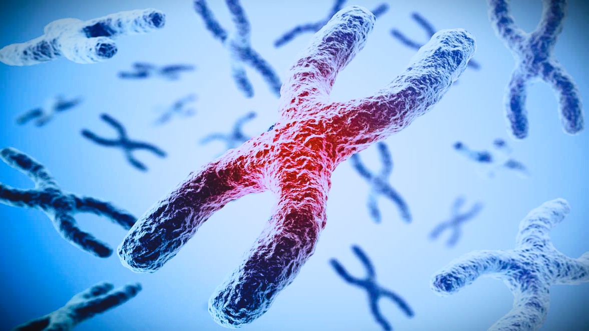 Telómeros: lo que ocurre en nuestras células mientras seguimos trabajando