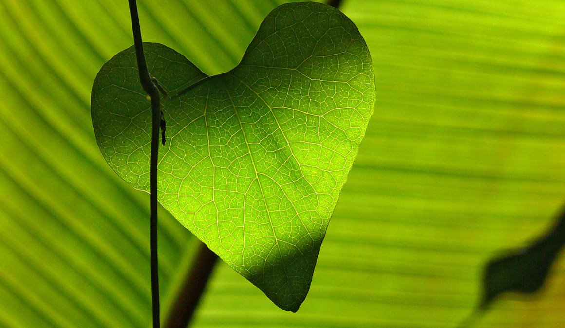 Profesores y médicos son las dos profesiones con mejor salud cardíaca de España